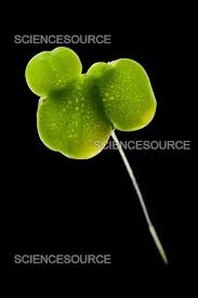 Image result for Lemna minor