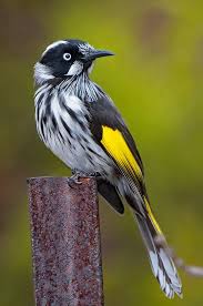 Birds That Sing In The Morning Australia New Holland Honeyeater Aldinga South Australia New Holland Honeyeater Australian Birds Birds Flying