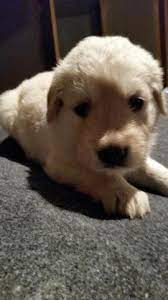 Mother is english cream (white) taking deposits now. Akc Golden Retriever Puppies For Sale In Omaha Nebraska Classified Americanlisted Com