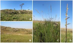 Image result for Schizachyrium brevifolium