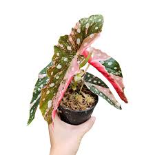 Image result for Begonia macrocarpa
