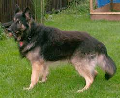 He was a gentleman in the house and had a. More German Shepherd Puppies And Dogs That Have Found New Homes
