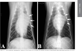 Image result for Chemodectoma