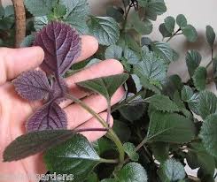 Jun 06, 2003 · this publication includes a list of good plants for georgia organized into various sizes and groups. Purple Swedish Ivy Plectranthus Live Plants Passion Plant 11 99 Picclick