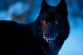 Raven Male Black Wolf Pup That Was Taken In By Skeletonstar After His Parents Were Killed By Hunters Taken By Me Black Wolf Wolf With Red Eyes Wolf Eyes