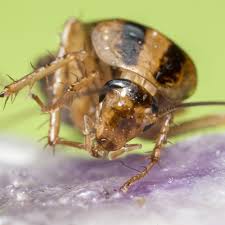 Shipping & delivery info | check your order status or visit our diy center for expert advice. Cockroaches