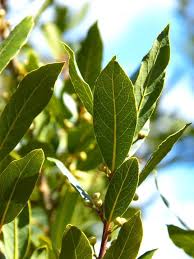 El.gr | ειδήσεις από την ελλάδα και τον κόσμο Dafnh Apollwnos H Eygenhs To Iero Fyto Toy Apollwna Kai Ths Py8ias Me Poikiles Xrhseis H Dafnh Dafnh H Eygenhs Laurus Nobilis Einai Arwmatiko Fyto Ths Oikogeneias Twn Dafnoeidwn Anhkei