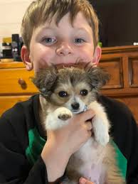 Hi Everyone, I'm New to this group. We just got our first Chi puppy (Enzo).  I just had someone tell me to not put a collar