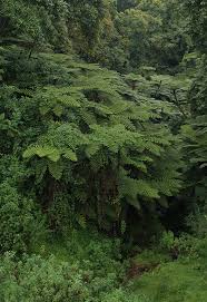 Image result for Cyathea manniana