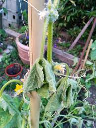 The most obvious sign of overwatering is wilting. What S Causing My Cucumber Melon Vines To Wither Away Gardening Landscaping Stack Exchange