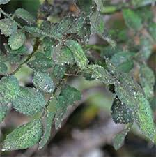 Image result for sooty mould