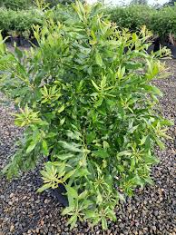 Image result for Myrica serrata