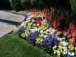 Pansy Blue Yellow Burgundy And White Along With Snapdragon Sorbet Orange Winter Flowers Season Colors Pansies