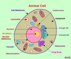 Cross Section Of A Plant Cell Google Search Animal Cell Cells Project Cell Model
