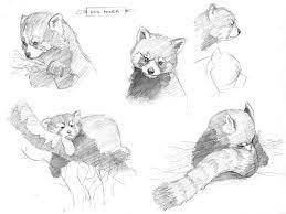 Enjoy art and have fun being creative and becoming an artist! Red Panda Study By Klampdesign On Deviantart Panda Drawing Animal Sketches Red Panda Drawing