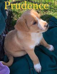 Spay or neuter, de worming up to date on bordetella, parvo distemper shots (dapp) Now Accepting Applications For Puppy Love Pet Rescue Facebook