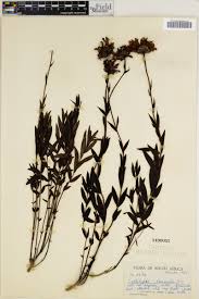 Image result for Callilepis laureola