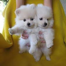 Regalo Cachorros Pomerania Cerca De Mi Home Facebook
