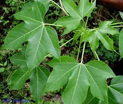 Image result for Gyrocarpus