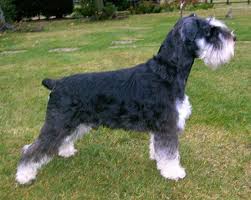 Black And Silver Giant Schnauzer Puppies For Sale Black And Silver Giant Schnauzer Giant Schnauzer Schnauzer Dogs