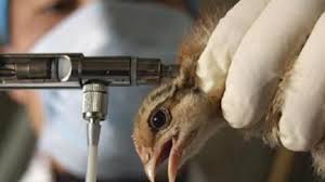 Join facebook to connect with bebek bebek mati and others you may know. Tengah Berkeliaran Unggas Di Mitra Tiba Tiba Mati Tubuh Ayam Dan Bebek Jadi Hitam Halaman All Tribun Pekanbaru