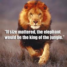 35 Eye Opening Jungles Quotes That Will Inspire Your Inner Self