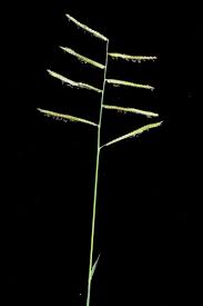 Image result for Urochloa marlothii