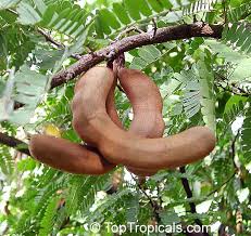 Image result for Tamarindus