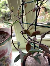 Image result for Ceropegia arenarioides