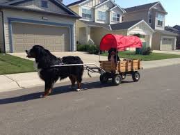 Maybe you would like to learn more about one of these? Building A Dog Cart And Teaching Your Dog To Pull It Our Fit Pets