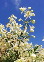 Image result for Clematis brachiata