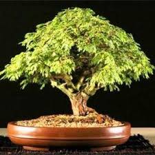 Image result for Acacia borleae