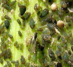 Different stages in the life cycle of an insect can respond differently to high temperatures (zhang et al. The Aphid Life Cycle