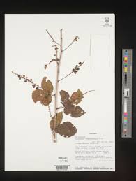 Image result for Allophylus abyssinicus