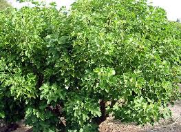 Image result for Jatropha campestris
