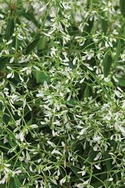 Image result for Euphorbia graminea