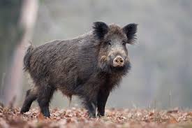 He wild boar is an old world species that existed since before the ice age. South Korea Reports Rise In Wild Boar Infected With African Swine Fever The Pig Site
