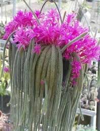 Апорокактус флагеллиформис aporocactus flagelliformis фото. Aporocactus Flagelliformis Flowering Succulents Cactus Plants Cactus