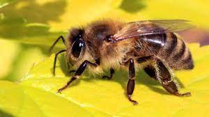 Collection by juanita topliff • last updated 3 weeks ago. The Honeybee Is Cute Charismatic And Misunderstood