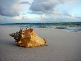 Can You Hear The Ocean Calling Sea Shells Hawaii Beaches Beach