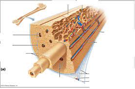 There is a printable worksheet available for download here so you can take the quiz with free online quiz compact (dense) bone diagram. Microscopic Anatomy Of Compact Bone Diagram Quizlet