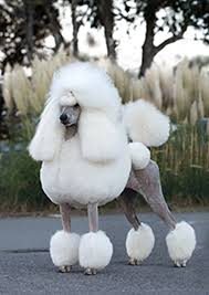 $500vineland, new jerseystandard poodle puppies. Poodle Standard Breeds A To Z The Kennel Club