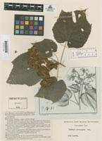 Image result for Dombeya acutangula