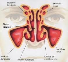 Detailed analysis of the form of the nose. Nose Surgery Anatomy The Inside View With Dr Russell Kridel Nose Surgery Anatomy The Inside View With Dr Russell Kridel
