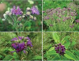 Image result for Ethulia vernonioides