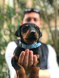 Bursa Kopek Shop Satilik Doberman Yavrulari