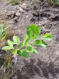 Image result for Droogmansia