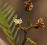 Image result for Brachystegia boehmii