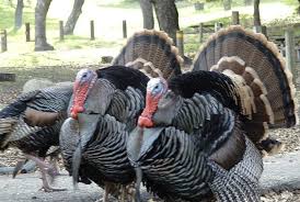 The average weight of a turkey before it's slaughtered has more than doubled since 1930, to more than 30 lbs. The Largest Turkey In The World By Weight The Largest Bull In The World And The Largest Turkey