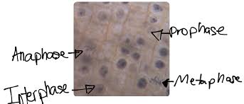 Mitosis is the division of the nucleus to form two genetically identical nuclei. Mitosis Lab William0912